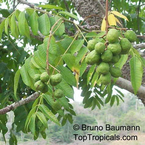 Spondias mombin, Spondias purpurea var. lutea, Yellow Mombin, Hog Plum