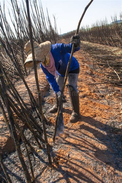 Sugar cane harvesting editorial stock photo. Image of sugar - 121224798