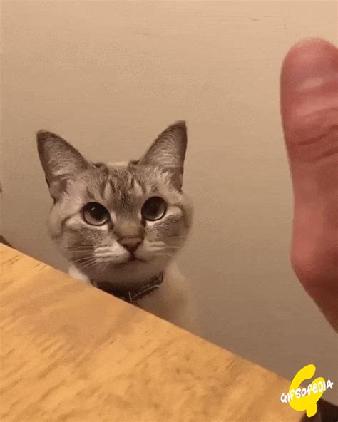 Yay! High Five! | Cats, Funny cat pictures, Funny animals