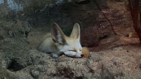 Fennec Fox Fact Sheet | Blog | Nature | PBS