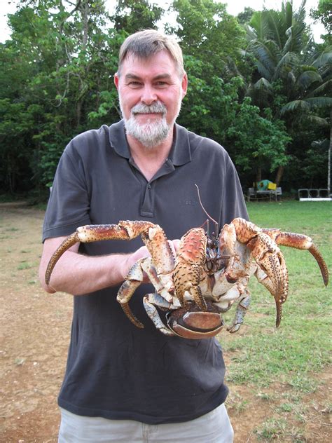 Australia' Christmas Island's famous robber crabs are the world’s largest terrestrial ...