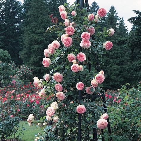 Beautiful Climbing Rose Varieties for Your Garden