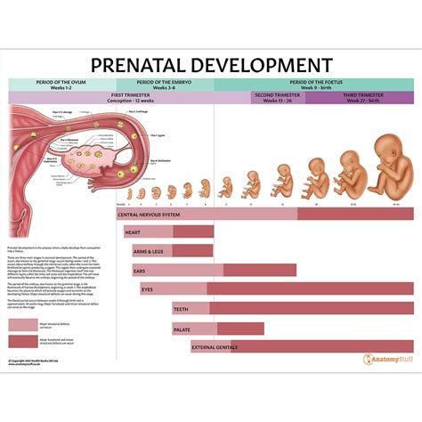 Prenatal Development Chart | Ovum Embryo Foetus