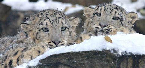 40 Interesting Facts About Snow Leopards