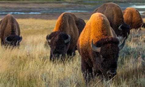 The return of a relative: tribal communities in the Northern Great Plains rally around bison ...