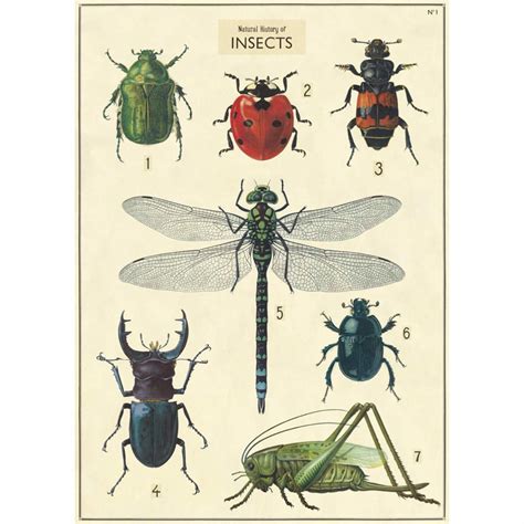 Vintage Poster - Insects - Milka