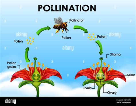 Insect Pollination Diagram