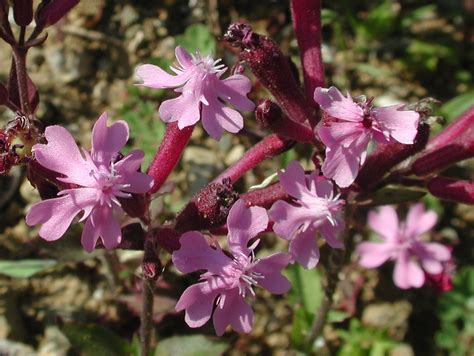 Flower Gallery :: Caryophyllaceae :: BBBB2885