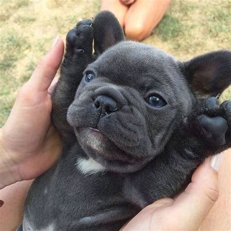 Twitter | French bulldog puppies, Cute dogs, Cute baby animals