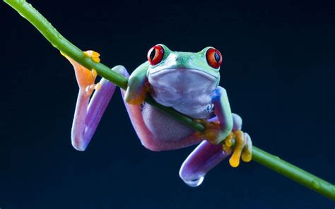 Colorful Frog Wallpapers - Top Free Colorful Frog Backgrounds ...