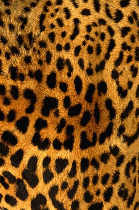 , leopard, skin, texture fur, leopard fur texture background, background