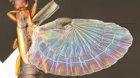 Earwigs’ Complex Origami Wing-Fold — Biological Strategy — AskNature