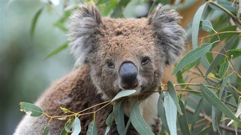 Hundreds of koalas feared dead in Australian bushfires - CNN