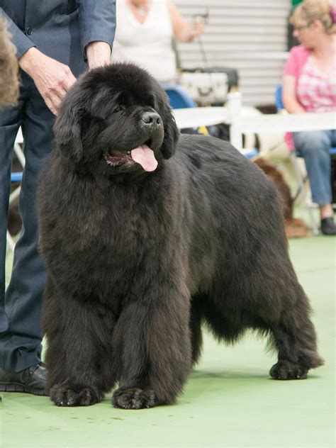 51 HQ Images Newfoundland Puppies For Sale In Ny / Newfoundland Puppies for Sale | Nampa Newfies ...