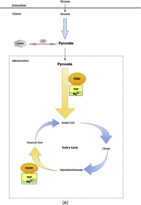 (a) Normal glucose metabolism in the presence of normoxia and adequate ...