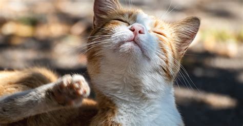 5 Common Allergies in Cats - Karingal Vet Hospital - Cat Alleries