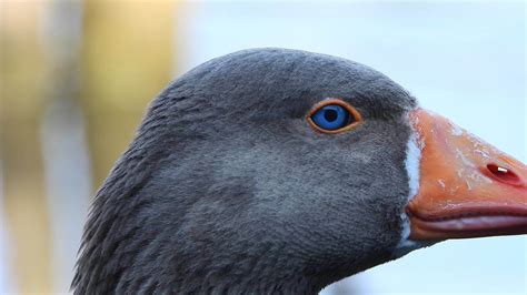 Goose Head With Blue Eyes And Orange Beak In Its Natural Environment 26566103 Stock Video at ...