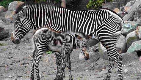 Fun Grevy's Zebra Facts For Kids | Kidadl