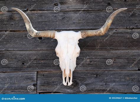 Skull stock image. Image of fairing, decoration, sheeting - 35539667