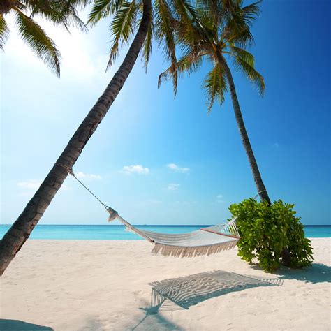 beach hammock in the sun iPad Wallpapers Free Download