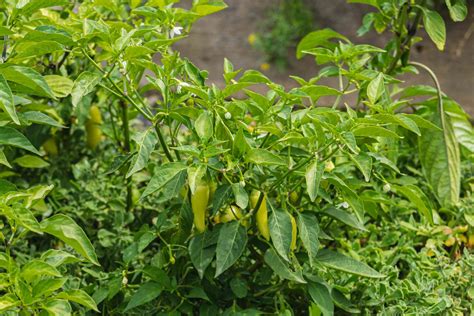 How to Grow Jalapeño Peppers