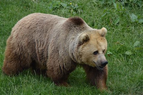 Ursus Arctos Arctos, more commonly known as the European Brown Bear, is ...