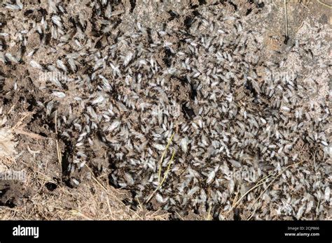 Ants nest with flying ants uncovered in garden, Wales, UK Stock Photo ...