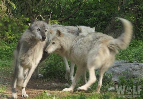 Imminent Hunting Season Threatens Denali Wolves | Wolf Conservation Center