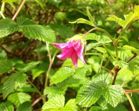 Salmonberry flowers arrive in Tofino | Pacific rim national park, Tofino, Pacific rim