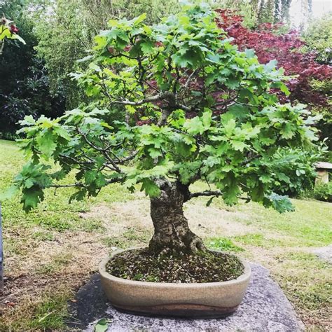 English Oak Bonsai: Growing a Miniature Forest Classic