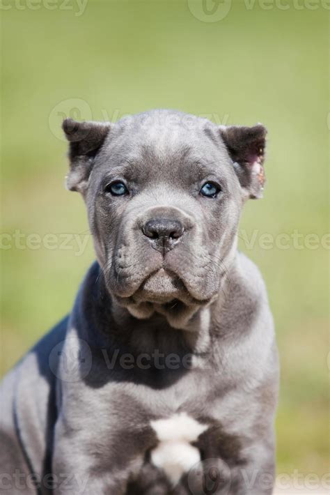 Portrait of a gray puppy Cane Corso on the grass 1420635 Stock Photo at Vecteezy