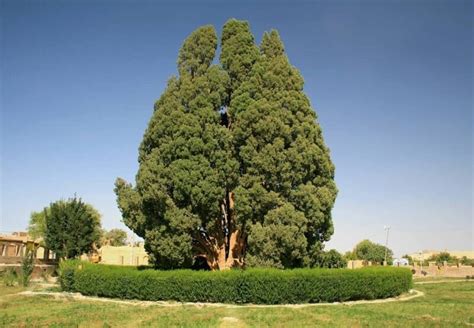 Iran preparing to get 4,500-year-old cypress on UNESCO list - Tehran Times