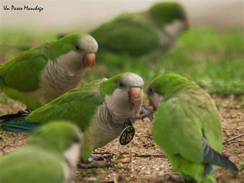 animalesexoticoseduc - Cotorra argentina