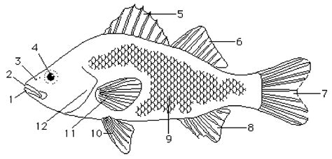 Fish Parts Worksheets