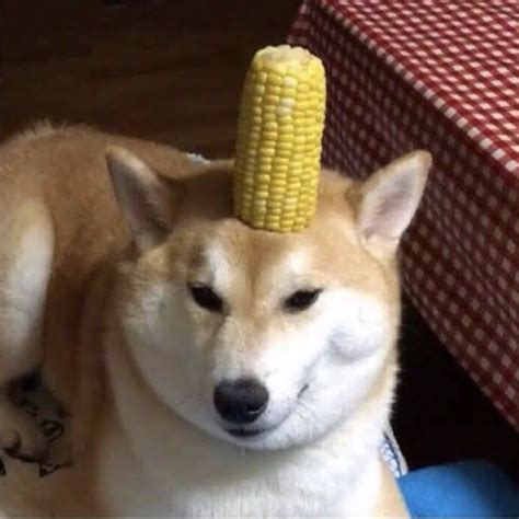 Corn Dog [Pet] Gives Corn (item) Corn heals 100hp : r/ItemShop