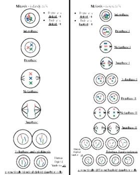 Mitosis vs. Meiosis Drawing Review by MY Science Materials | TPT