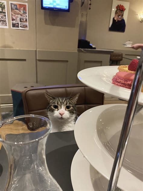 Best cat cafe in London? Meet the kitties in Whiskers and Cream, Islington