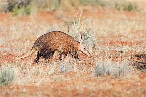 Discover The Rarest And Most Elusive Animals In Africa - Wildlife