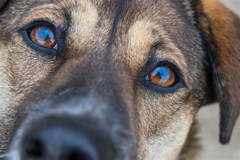 Common Eye Problems in Dogs | Vienna Vets