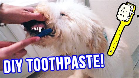 diy chicken dog toothpaste - Sona Ouellette