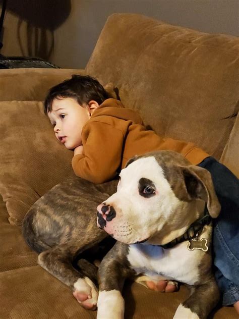 Cuddling before bed : r/pitbulls