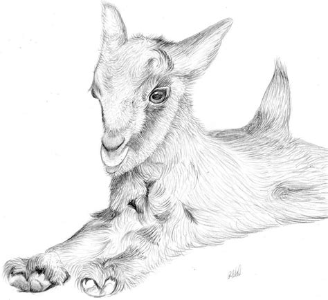 Realistic Baby Goat Coloring Pages - Make Wonderful World With Coloring