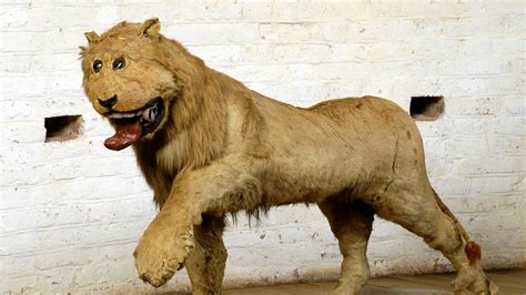 Get Stuffed: Which Animals Challenge Taxidermists the Most? | Live Science