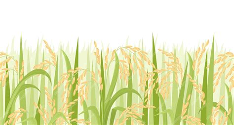 Premium Vector | Paddy rice field background