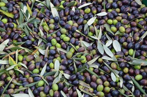 How to Harvest Olives - Olives Unlimited