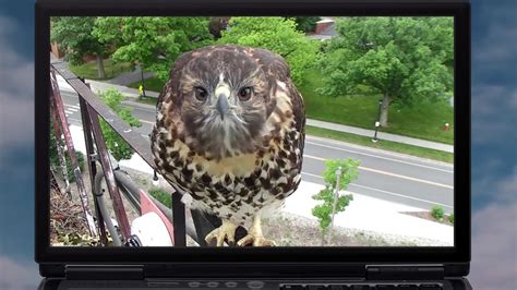 Citizen Science for Your Classroom: Cornell Bird Cams Lab | PBS LearningMedia