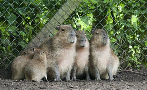 Capybara - Dudley Zoo and Castle