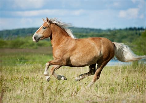 American horse breeds and where to see them in the wild