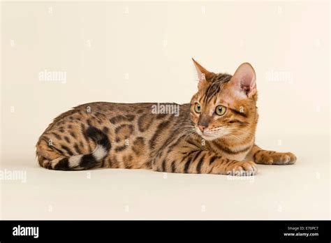 Bengal cat, tomcat, coat colour brown rosetted Stock Photo - Alamy