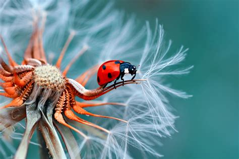 500px Blog » » macro photography